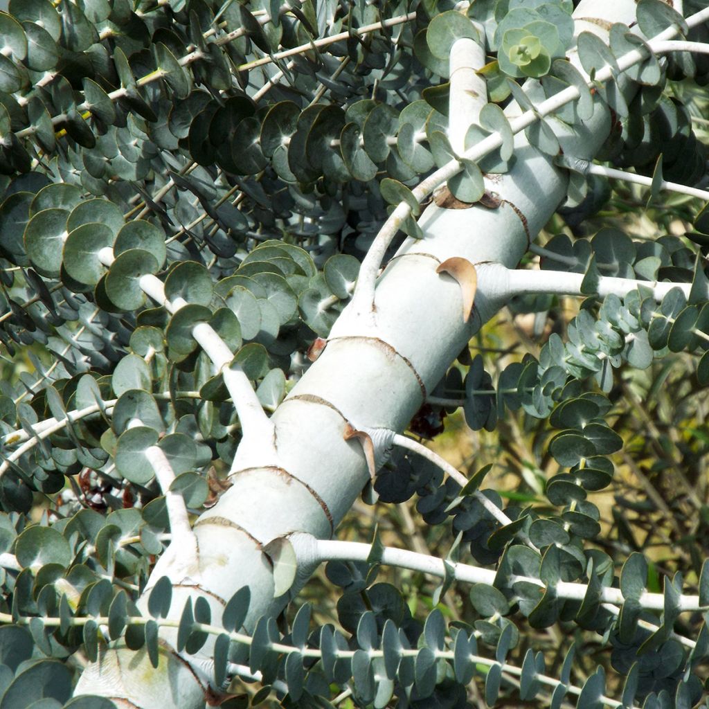 Eucalyptus pulverulenta - Gommier argenté