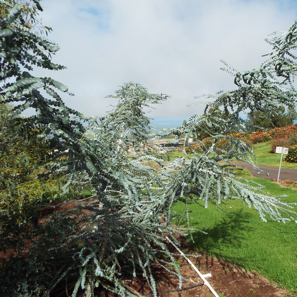 Eucalyptus pulverulenta - Gommier argenté