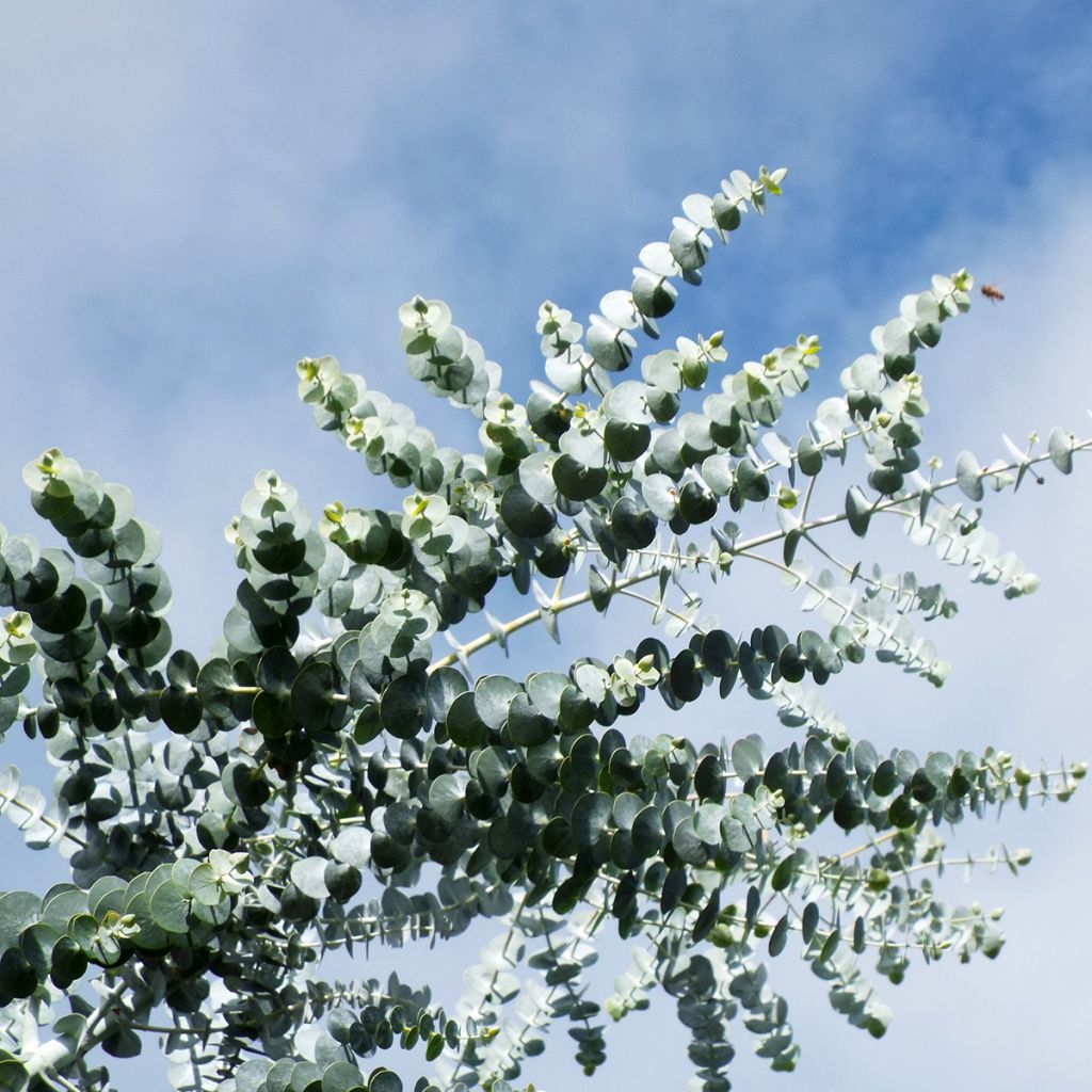 Eucalyptus pulverulenta - Gommier argenté