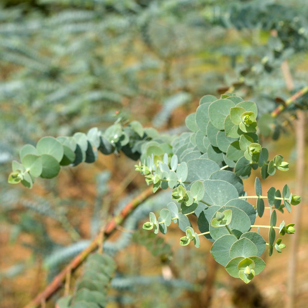 Eucalyptus pulverulenta - Gommier argenté