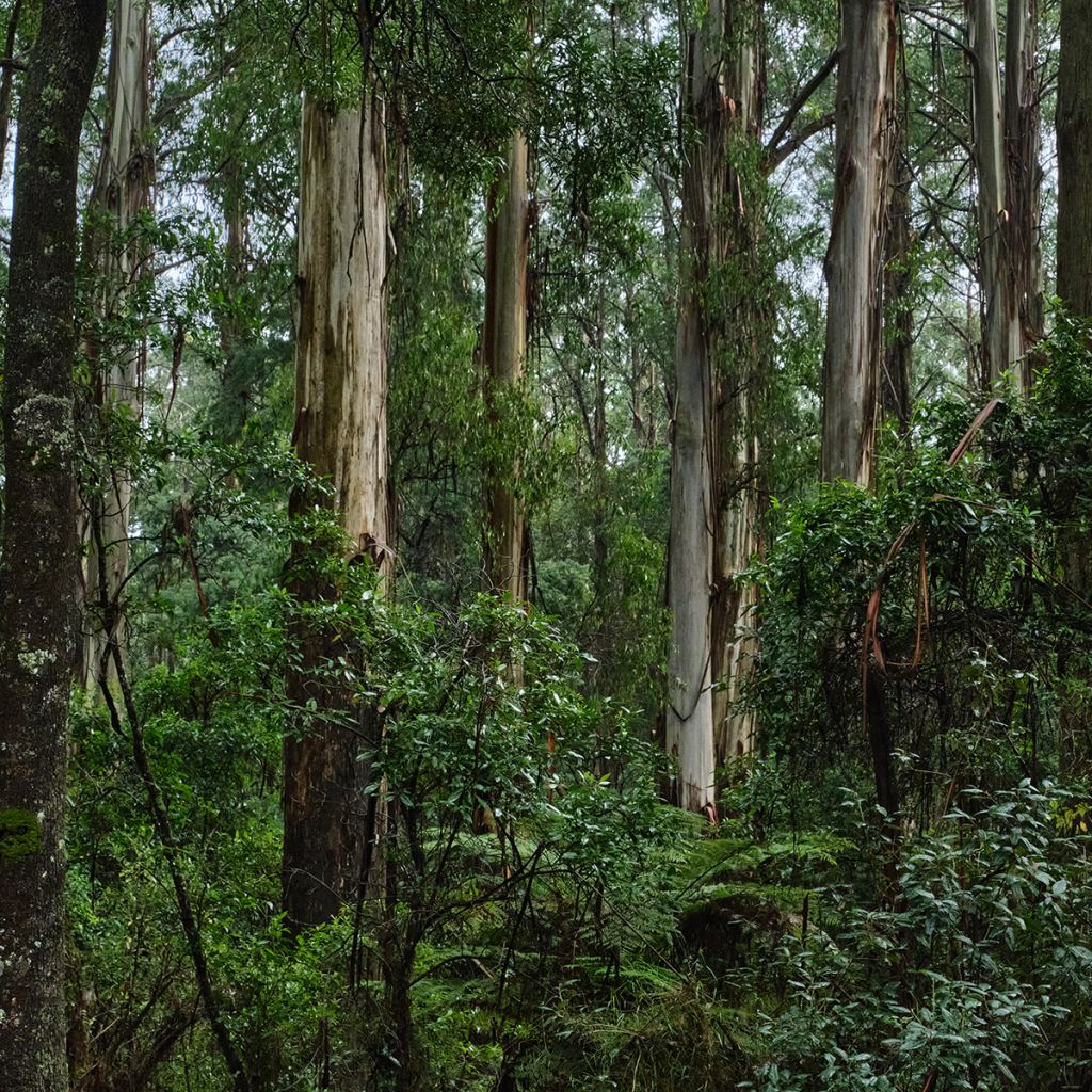 Eucalyptus regnans - Eucalyptus géant, Gommier royal