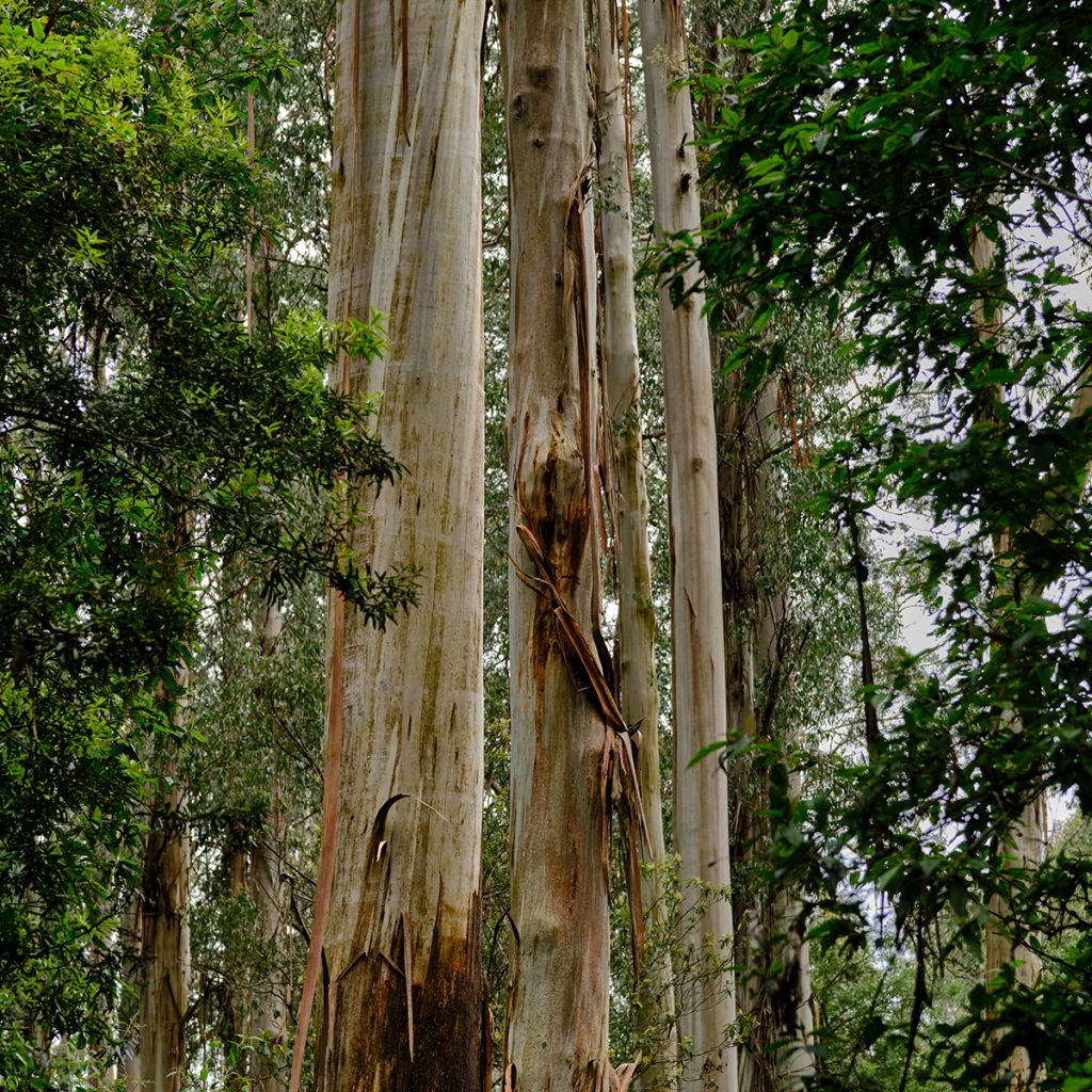 Eucalyptus regnans - Eucalyptus géant, Gommier royal