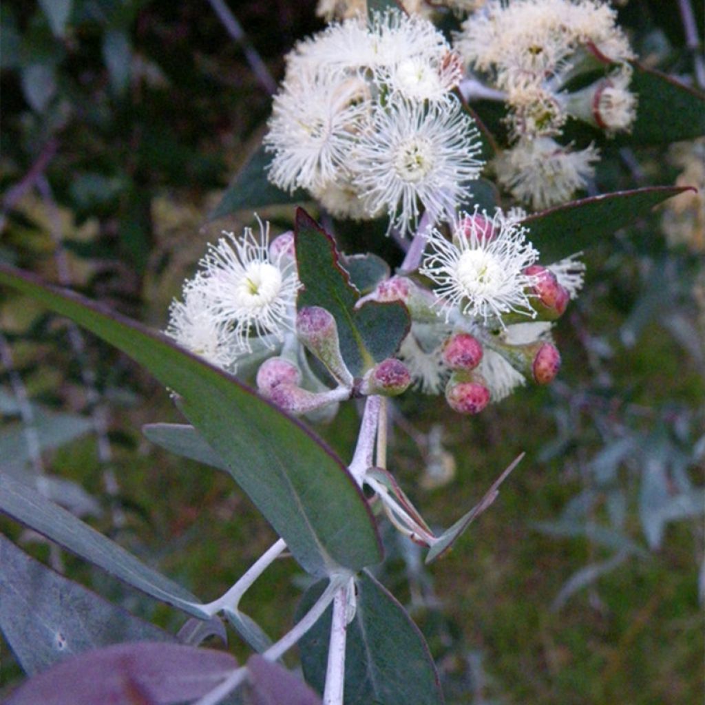 Eucalyptus risdonii - Gommier de Risdon