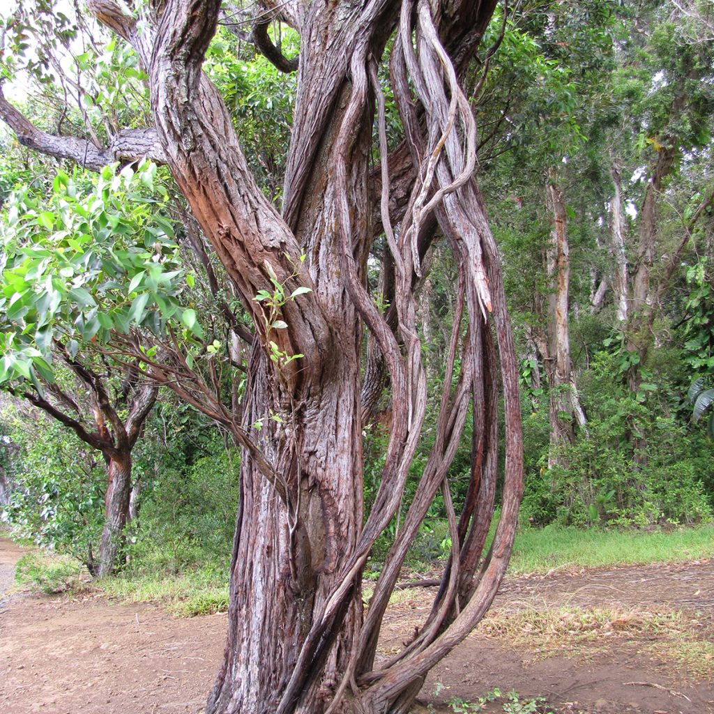 Eucalyptus robusta - Eucalyptus acajou des marais, Gommier robuste