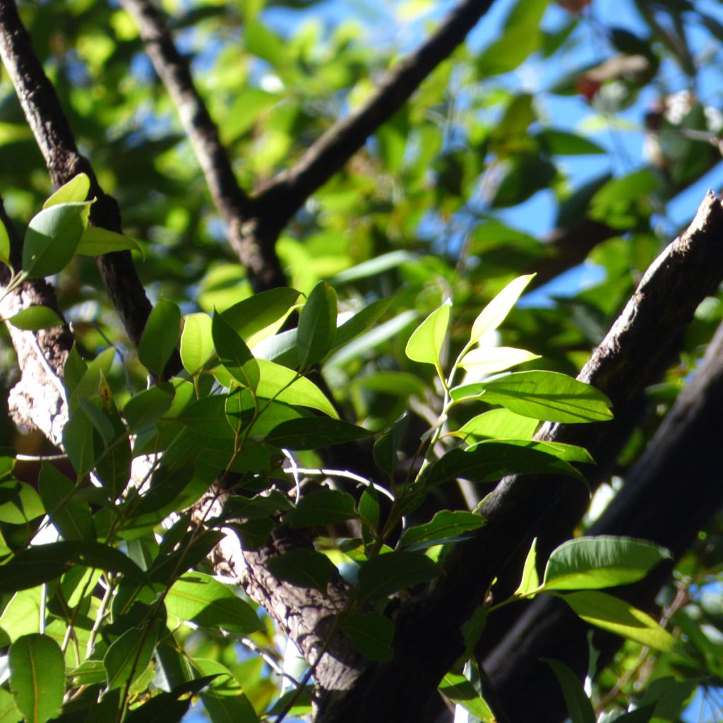 Eucalyptus robusta - Eucalyptus acajou des marais, Gommier robuste