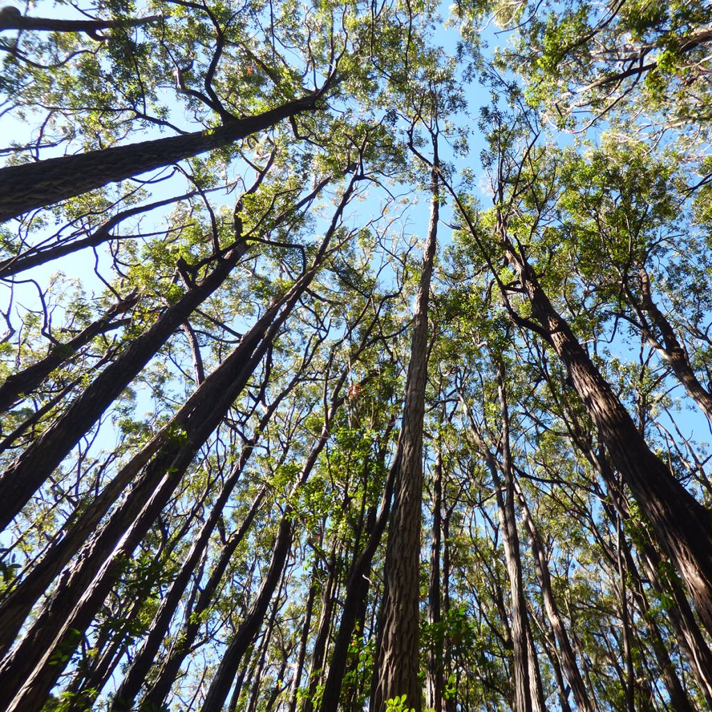 Eucalyptus robusta - Eucalyptus acajou des marais, Gommier robuste