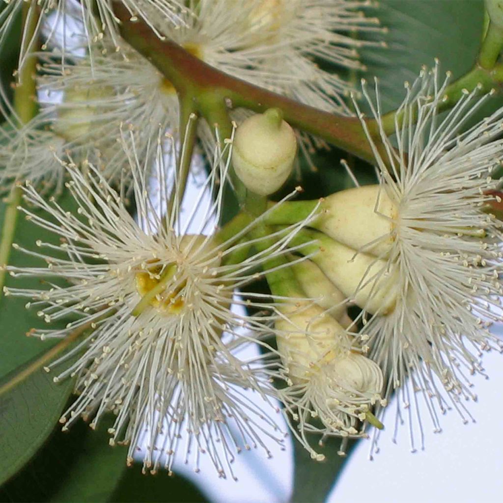 Eucalyptus robusta - Eucalyptus acajou des marais, Gommier robuste