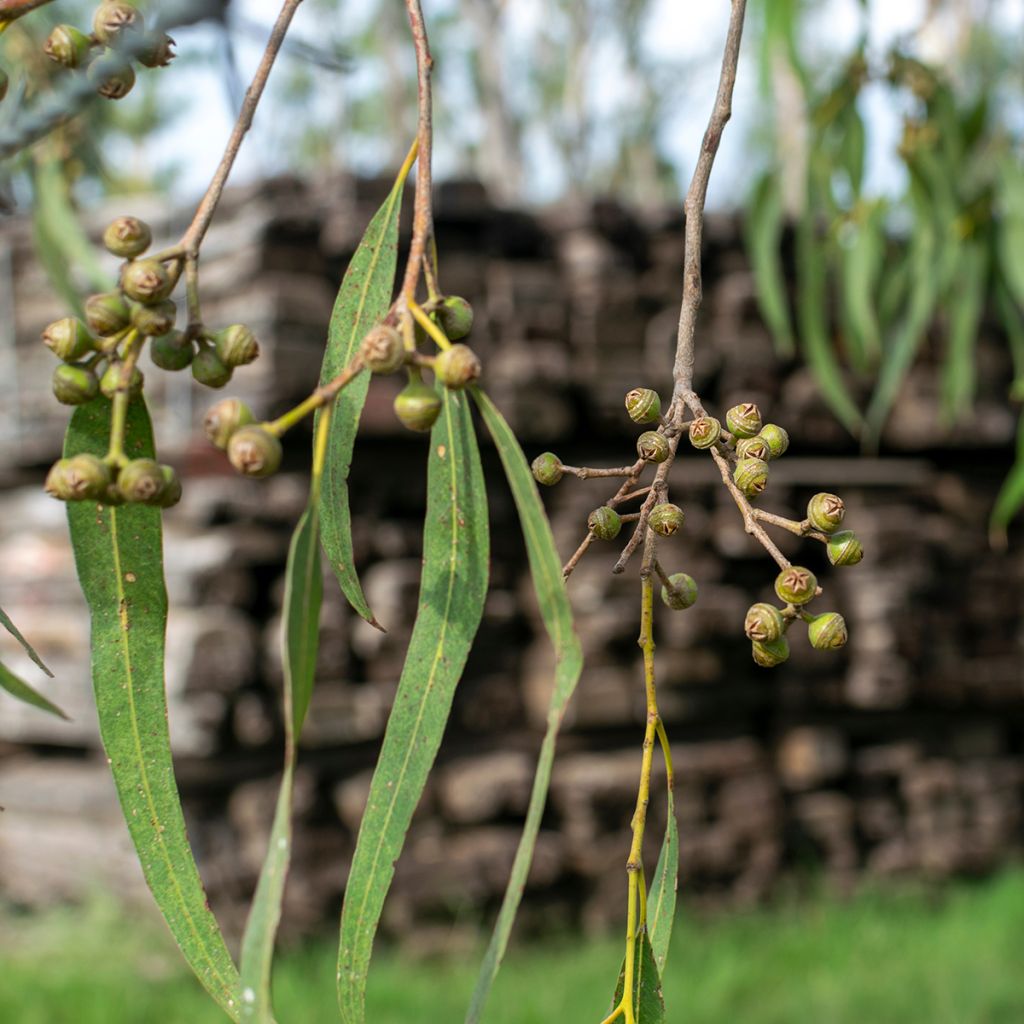 Eucalyptus robusta - Eucalyptus acajou des marais, Gommier robuste