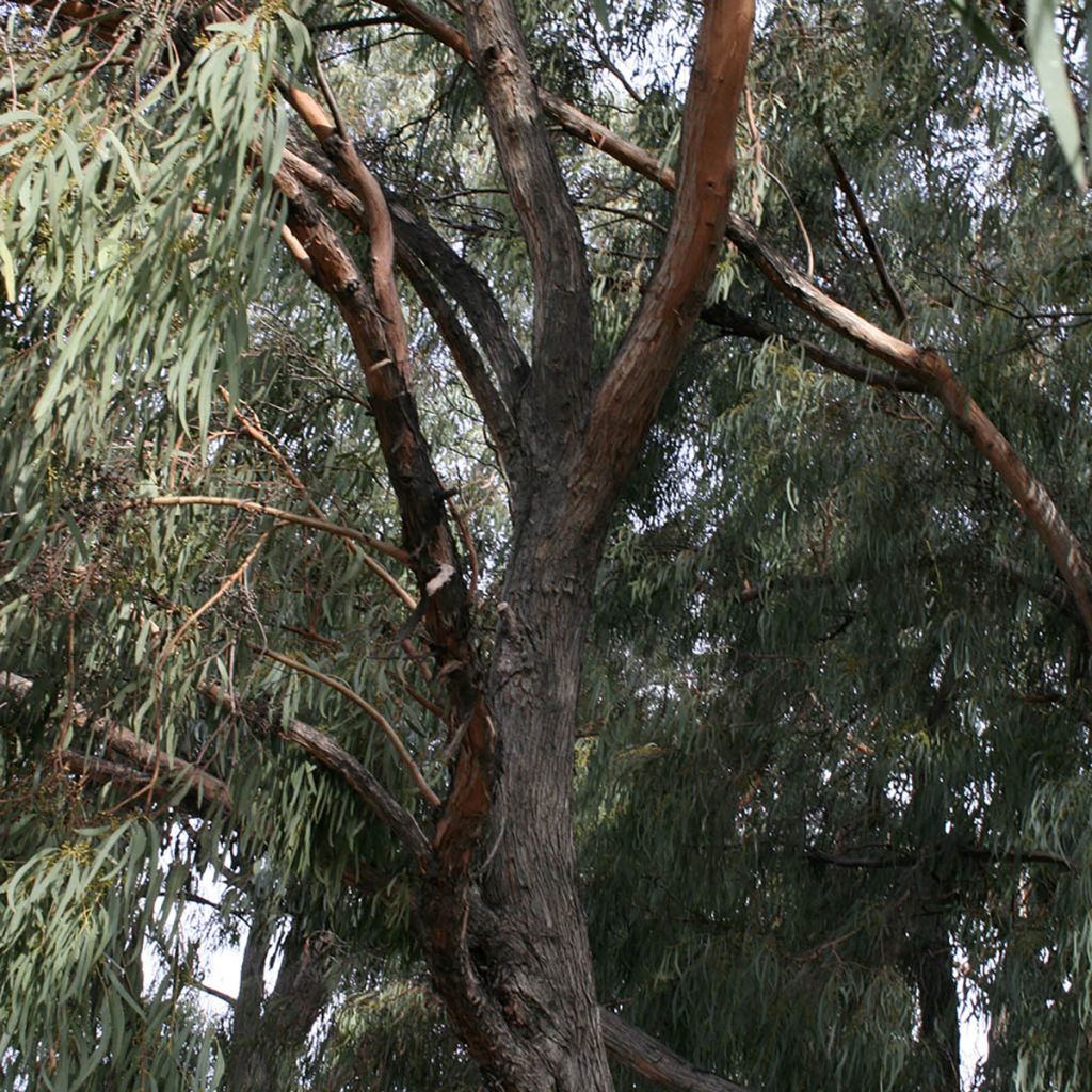 Eucalyptus rodwayi - Eucalyptus ou Gommier des marais