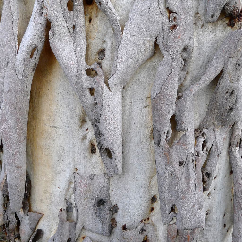 Eucalyptus rubida - Gommier chandelle ou à ruban, Gommier blanc