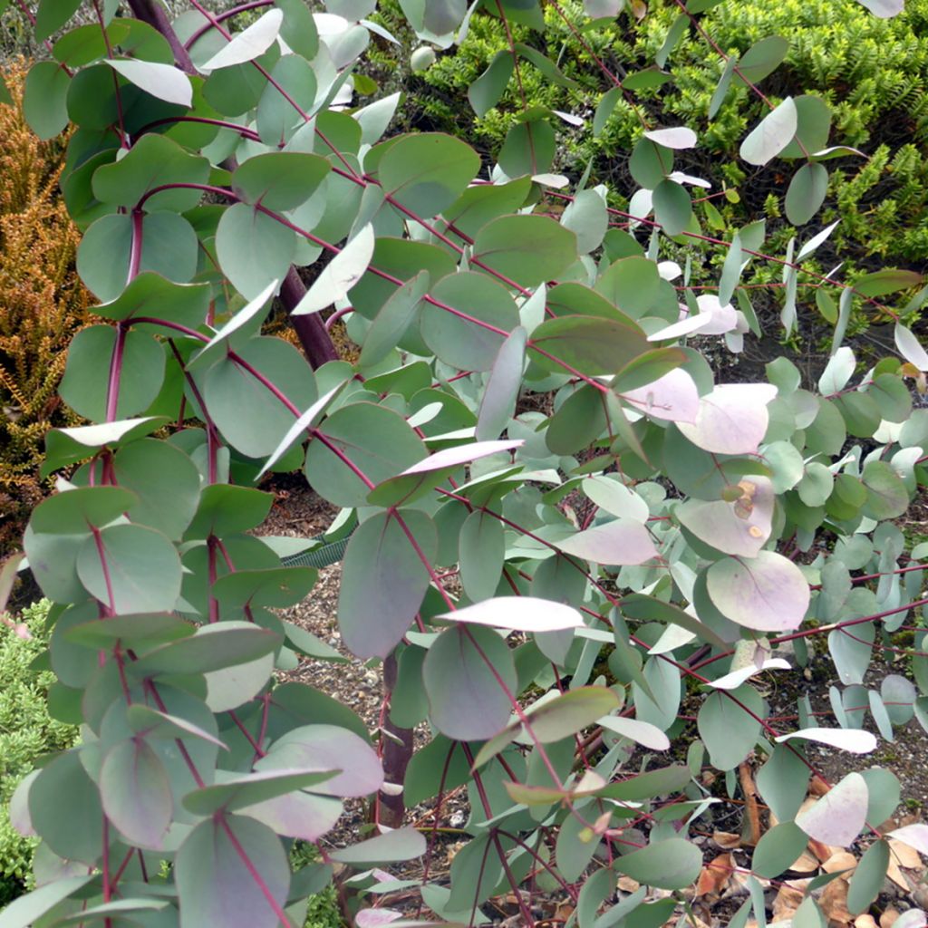 Eucalyptus rubida - Gommier chandelle ou à ruban, Gommier blanc