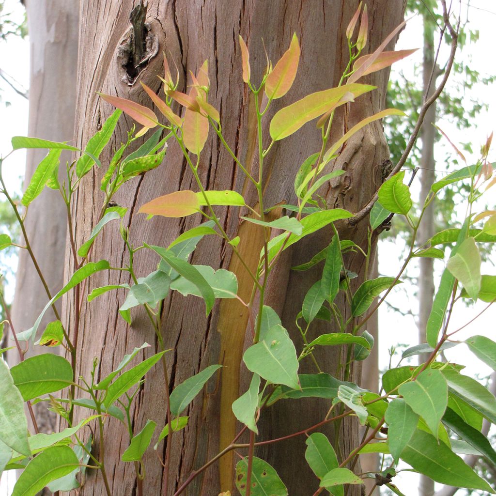 Eucalyptus saligna - Gommier bleu de Sydney