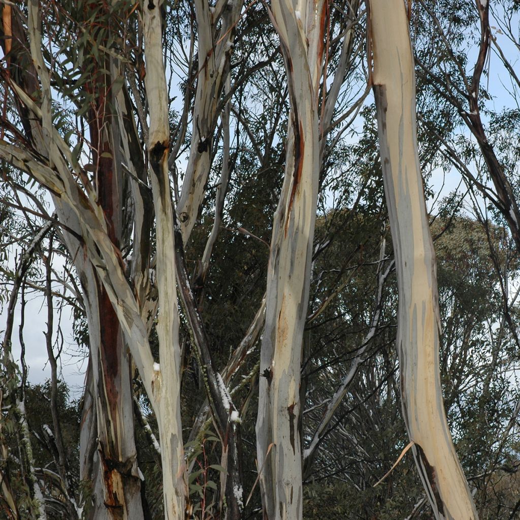 Eucalyptus saligna - Gommier bleu de Sydney