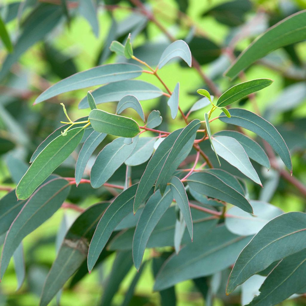 Eucalyptus saxatilis - Mallée des rochers