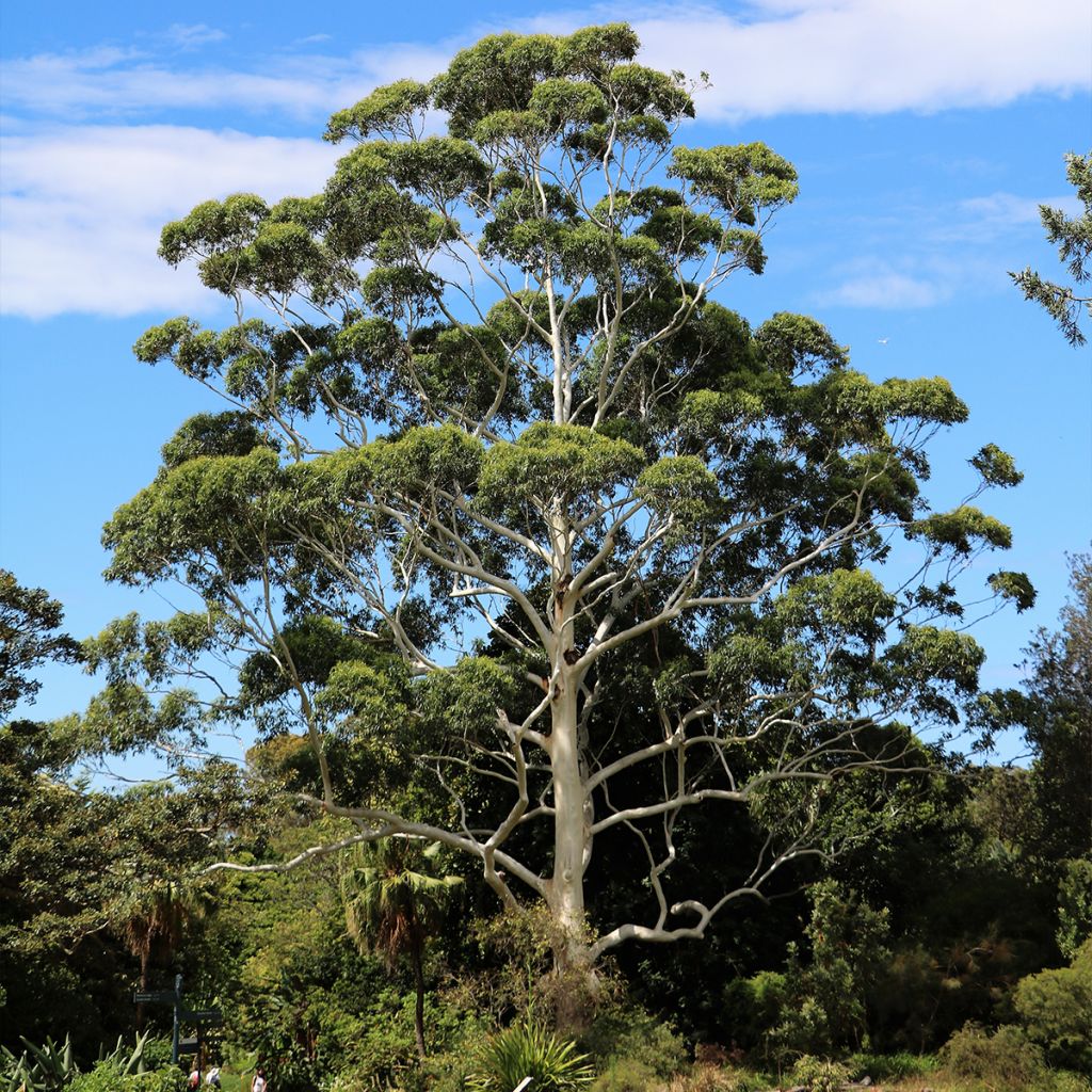 Eucalyptus scoparia - Gommier blanc de Wallangarra