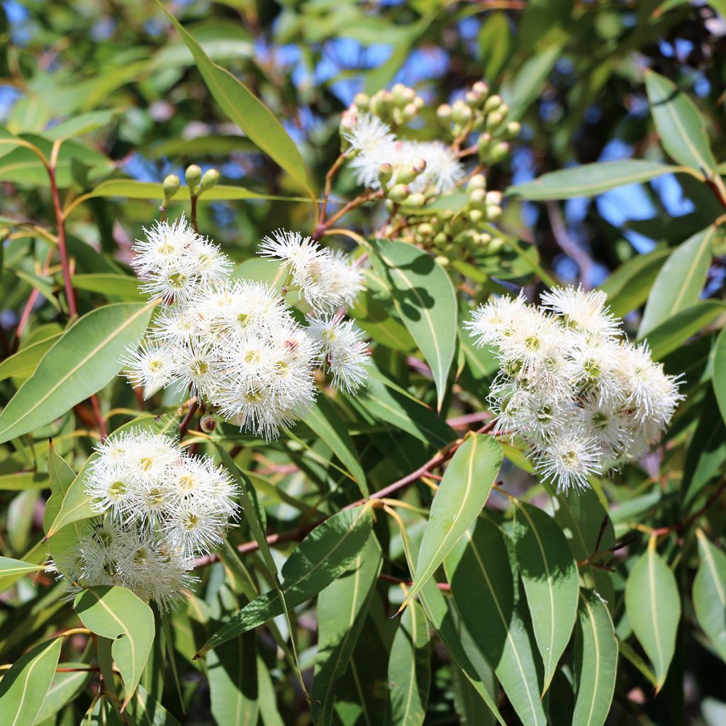 Eucalyptus scoparia - Gommier blanc de Wallangarra