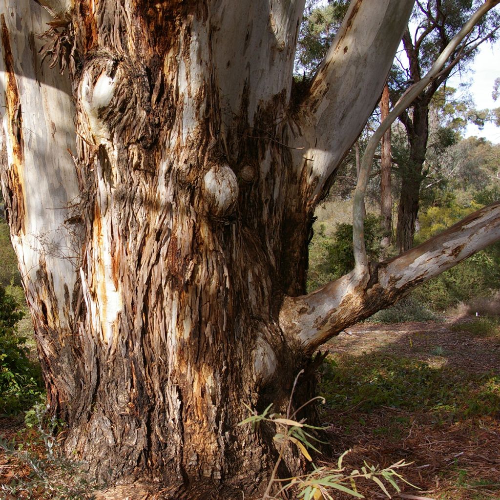 Eucalyptus scoparia - Gommier blanc de Wallangarra