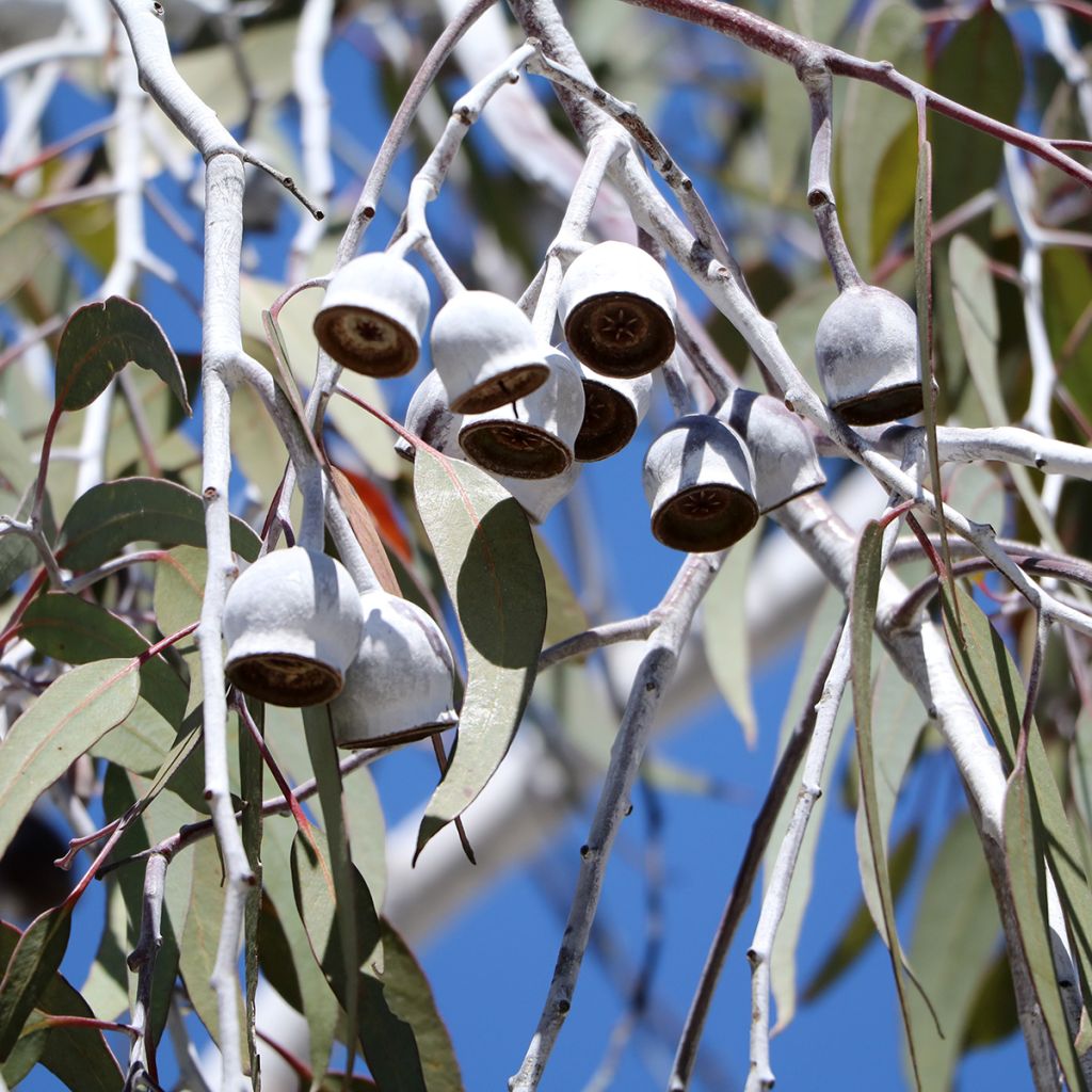 Eucalyptus scoparia - Gommier blanc de Wallangarra