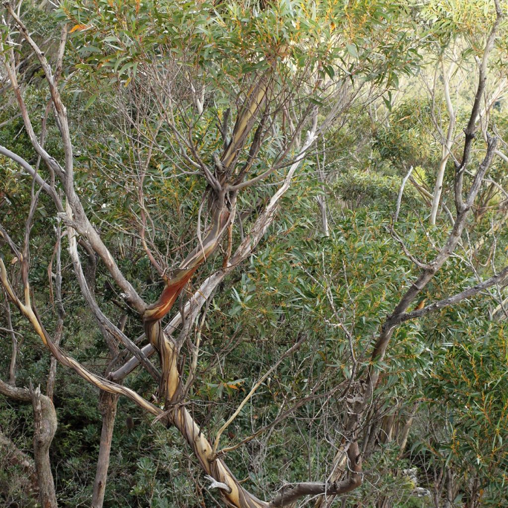 Eucalyptus smithii - Gommier de Smith