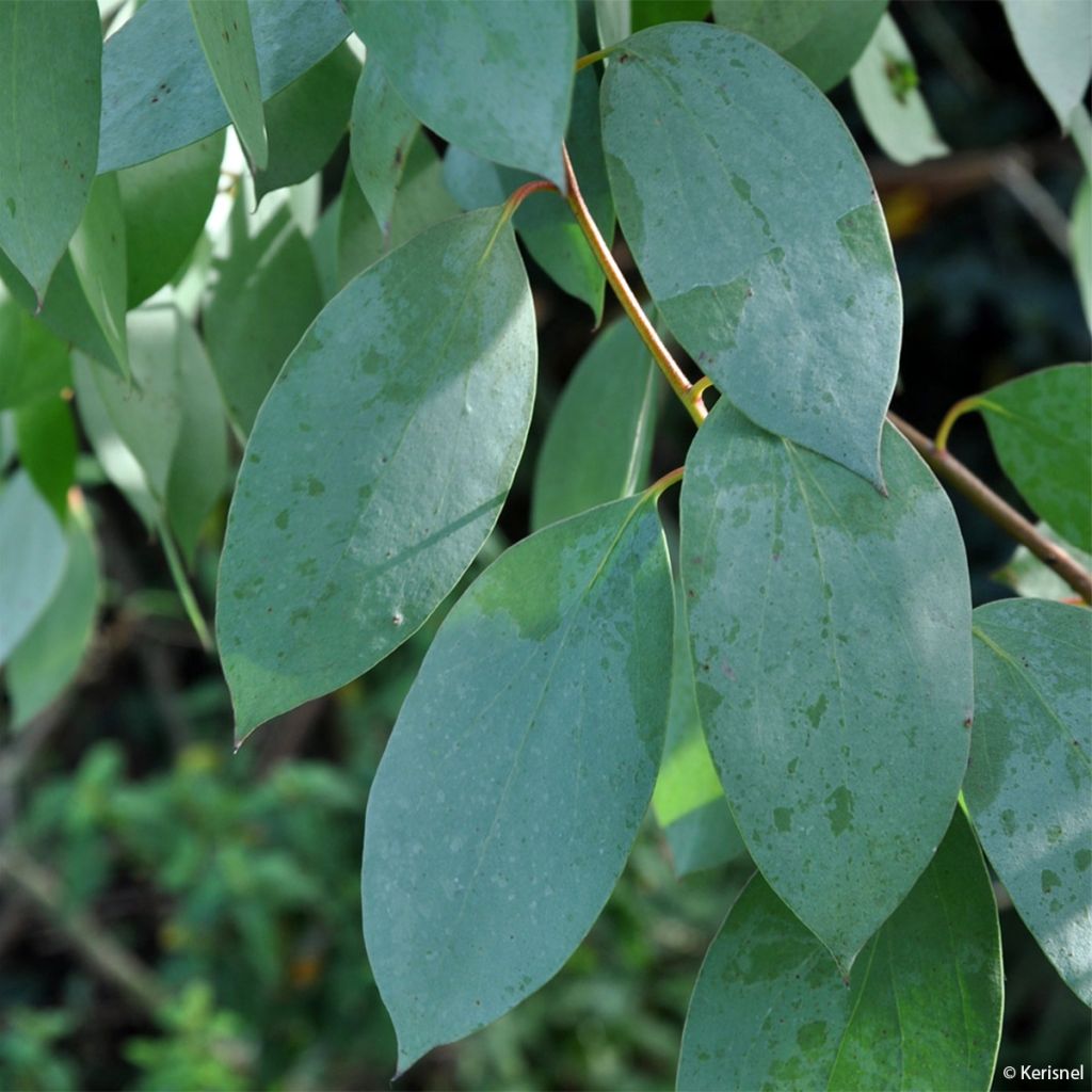 Eucalyptus stellulata