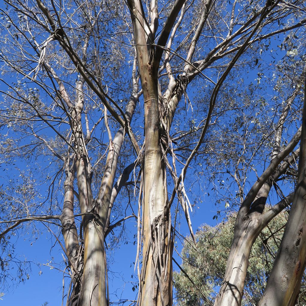 Eucalyptus stellulata Kiandra - Gommier