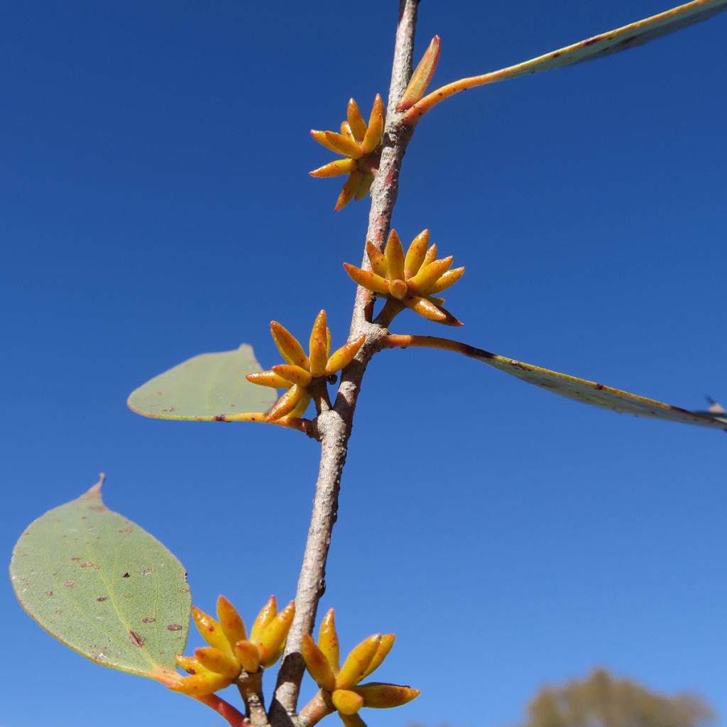 Eucalyptus stellulata Kiandra - Gommier