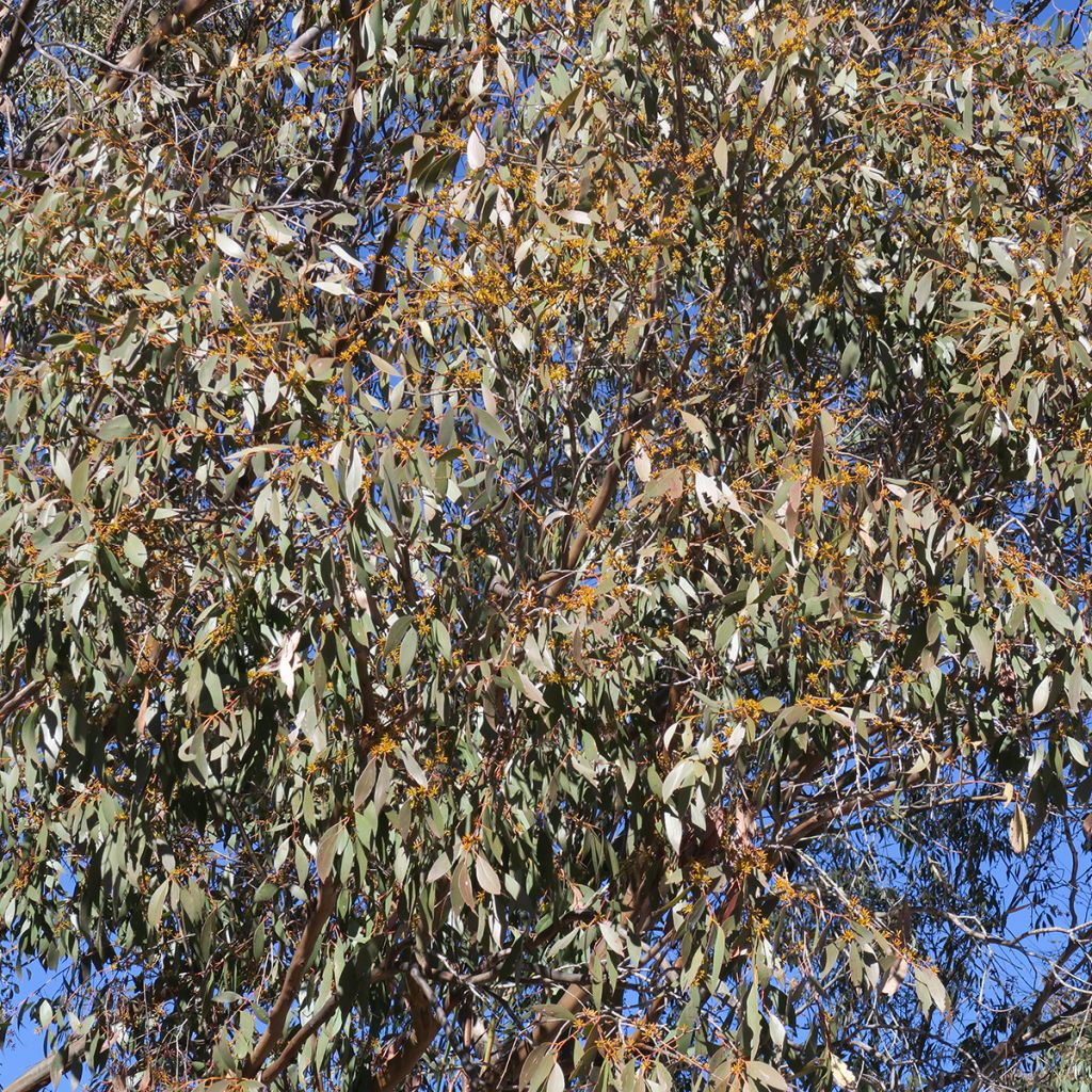 Eucalyptus stellulata Kiandra - Gommier