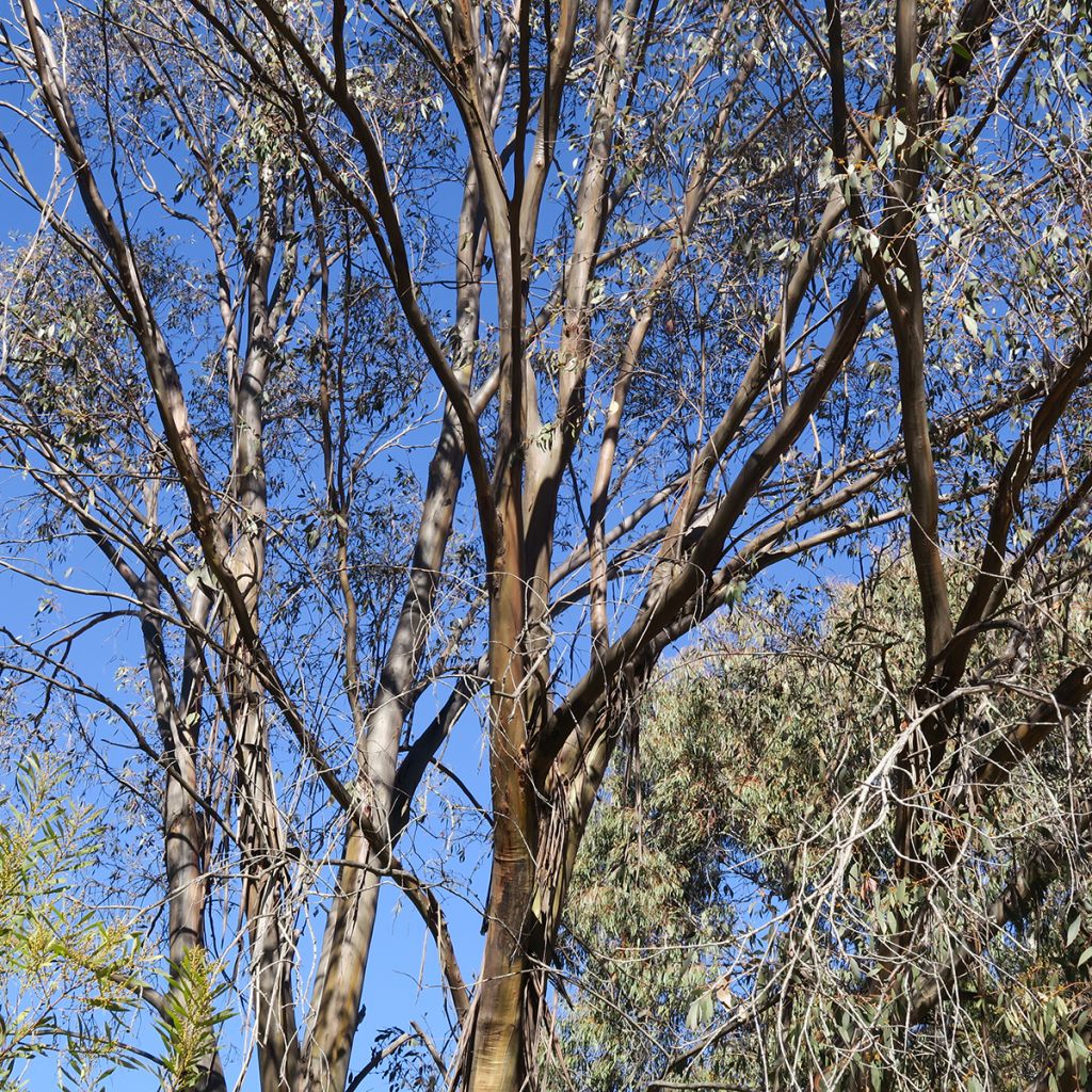 Eucalyptus stellulata Kiandra - Gommier