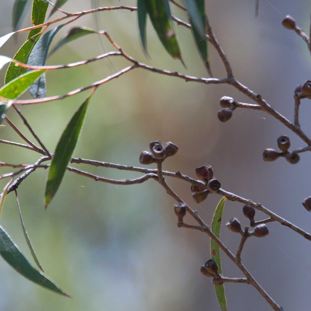 Eucalyptus stricta - Eucalyptus mallee des Blue Mountains