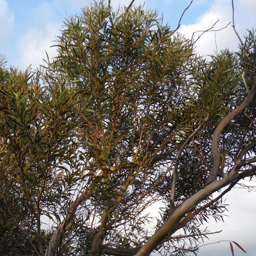 Eucalyptus stricta - Eucalyptus mallee des Blue Mountains