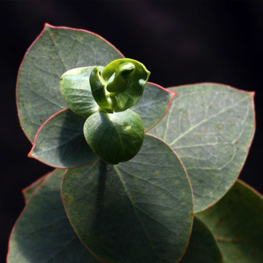 Eucalyptus sturgissiana - Mallée d'Ettrema