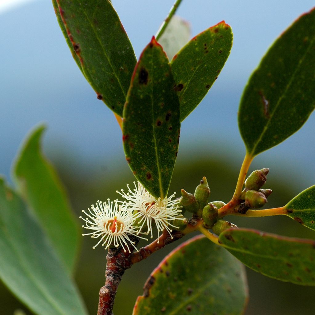 Eucalyptus subcrenulata - Gommier jaune alpin de Tasmanie