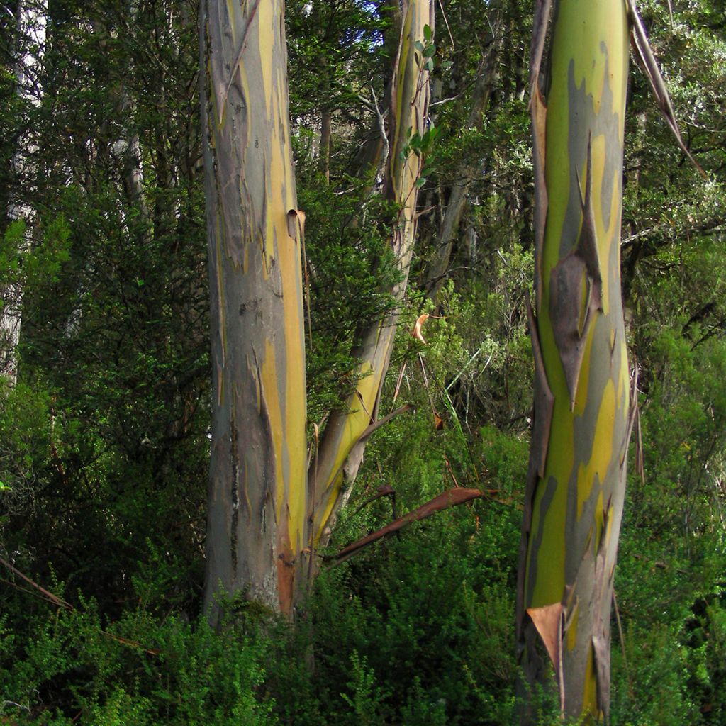 Eucalyptus subcrenulata - Gommier jaune alpin de Tasmanie