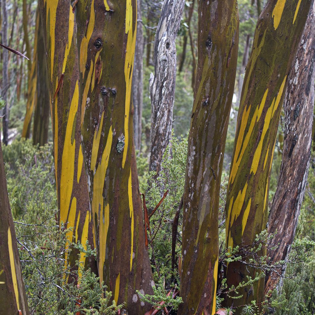 Eucalyptus subcrenulata - Gommier jaune alpin de Tasmanie