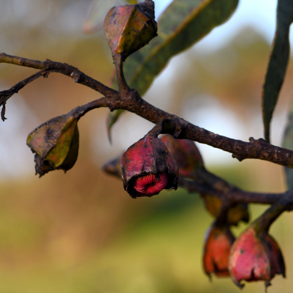 Eucalyptus tetraptera - Mallée à quatre ailes ou à fruits carrés