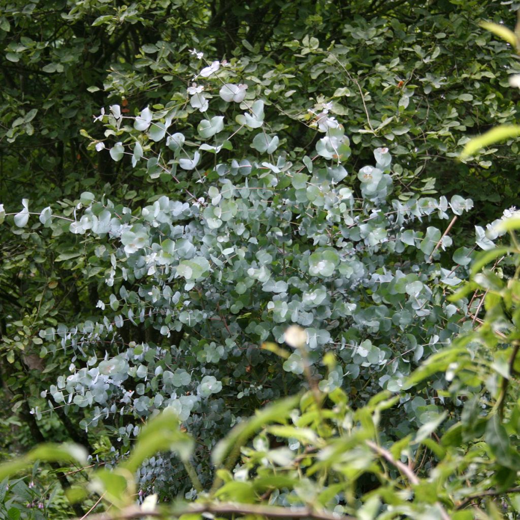 Eucalyptus urnigera forme glauque - Gommier à urnes