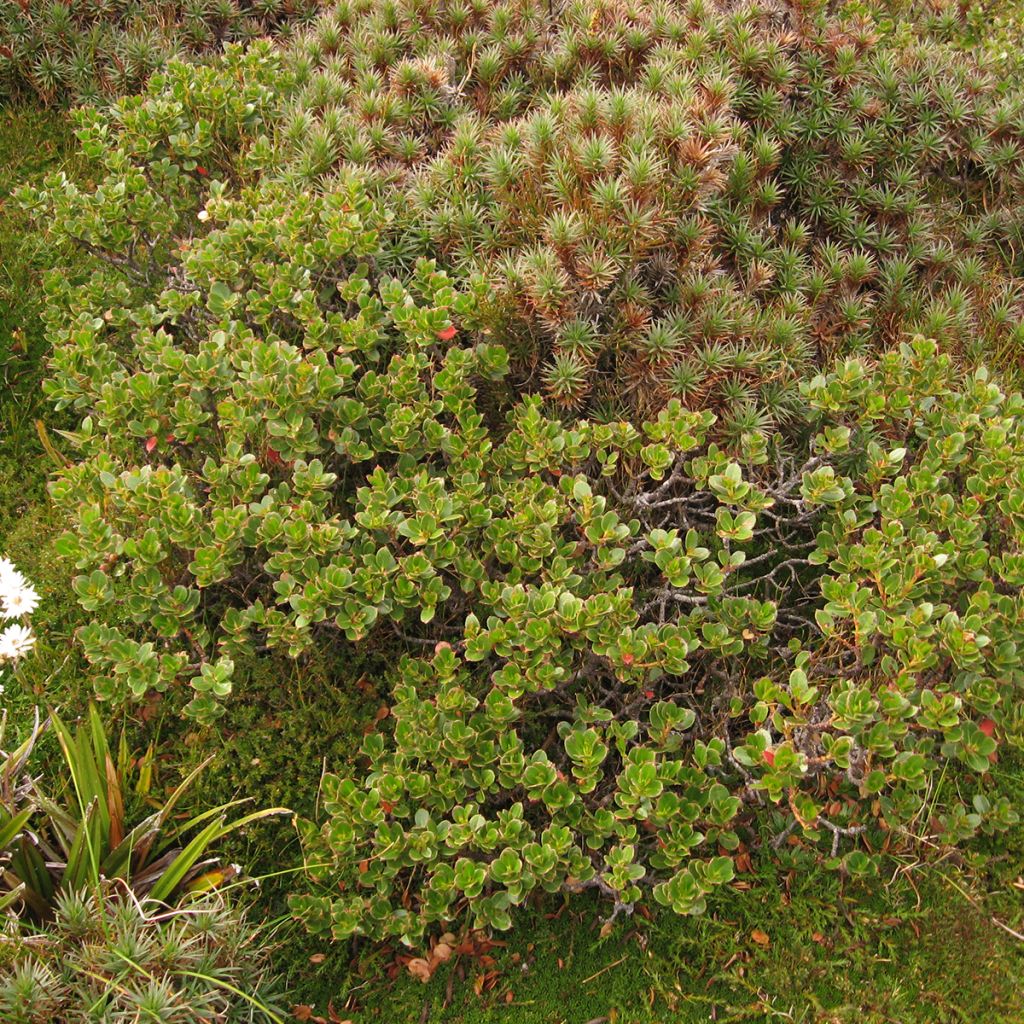 Eucalyptus vernicosa Mt Hartz - Gommier verni