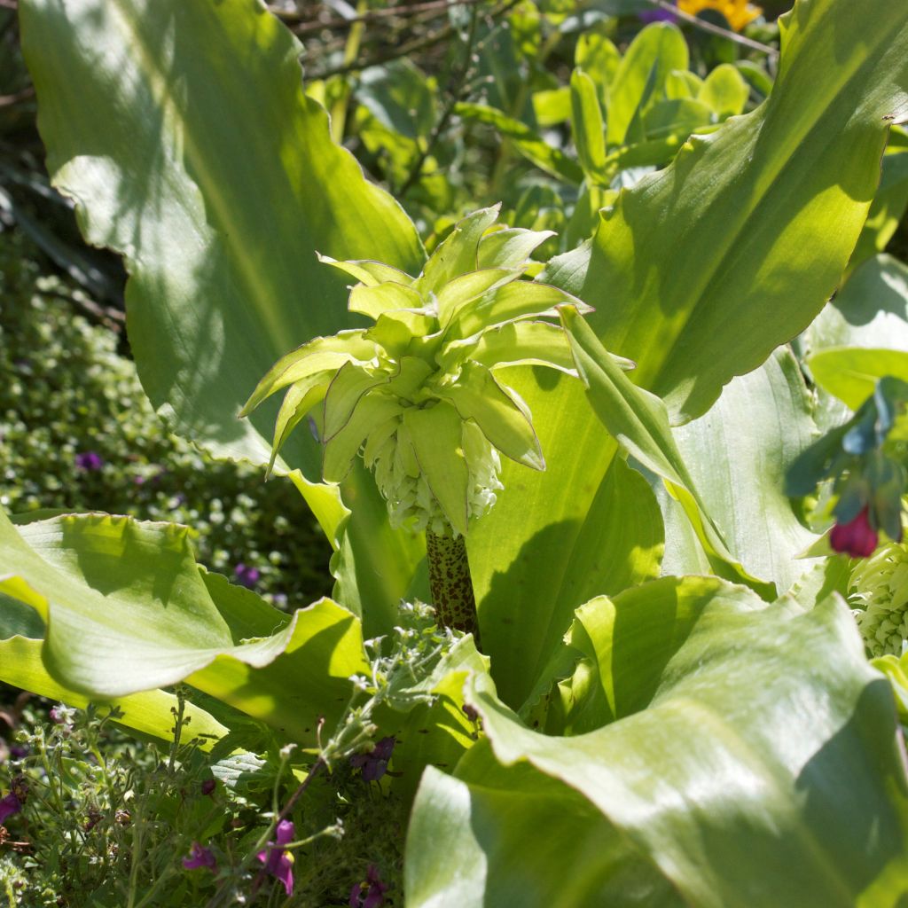 Eucomis autumnalis