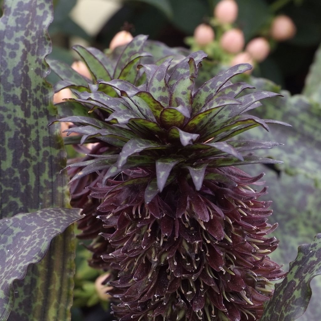 Eucomis vandermerwei - Eucomide panachée 