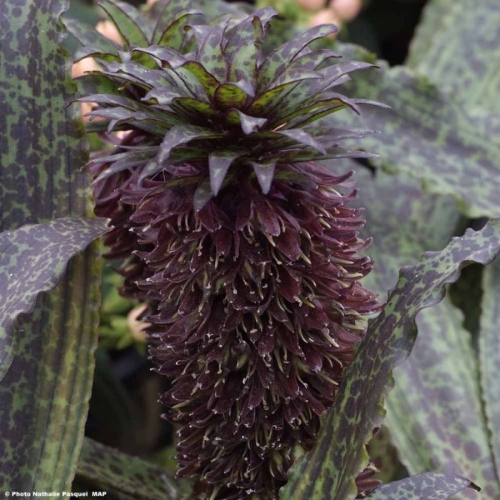 Eucomis vandermerwei Octopus