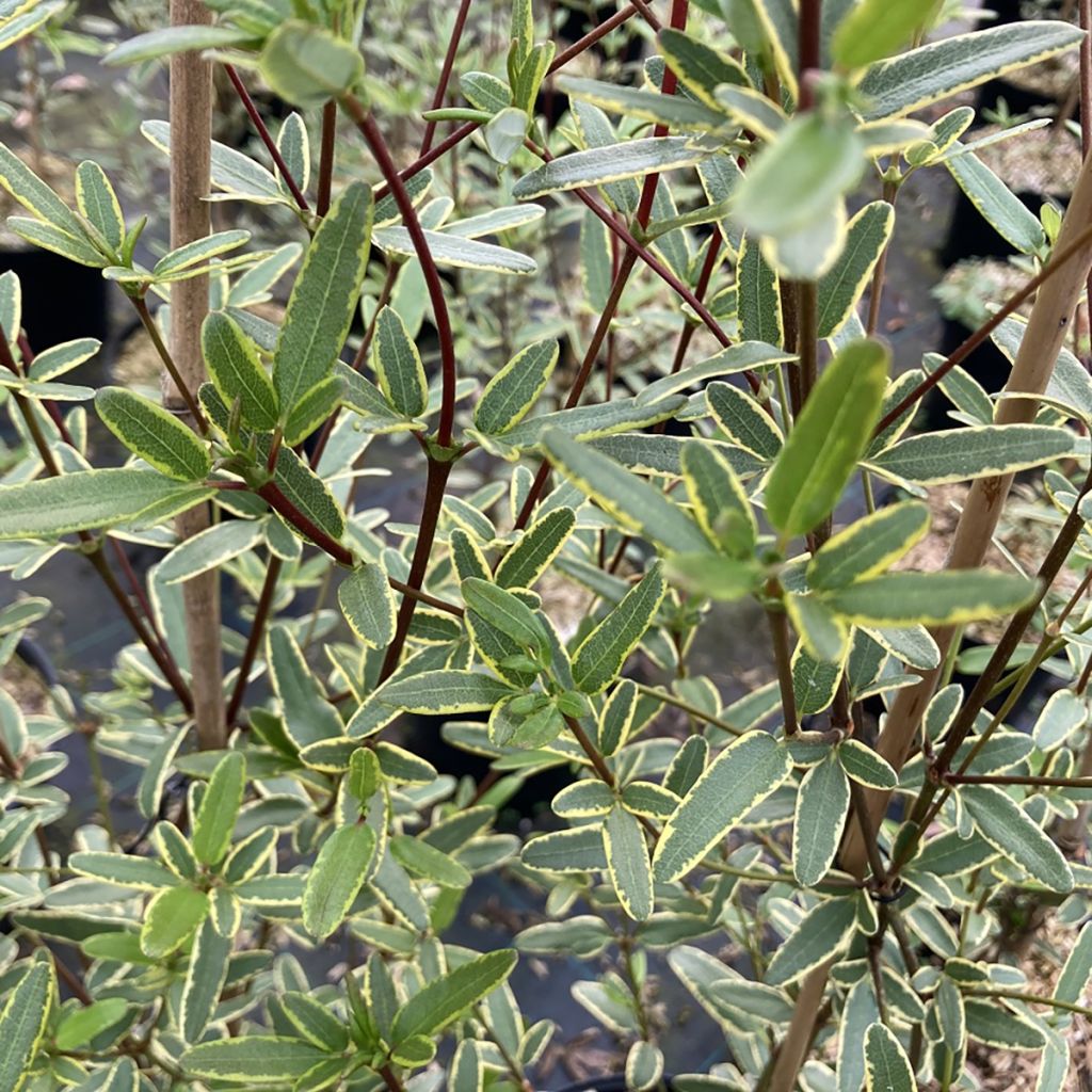 Eucryphia lucida Gilt Edge - Eucryphia luisant