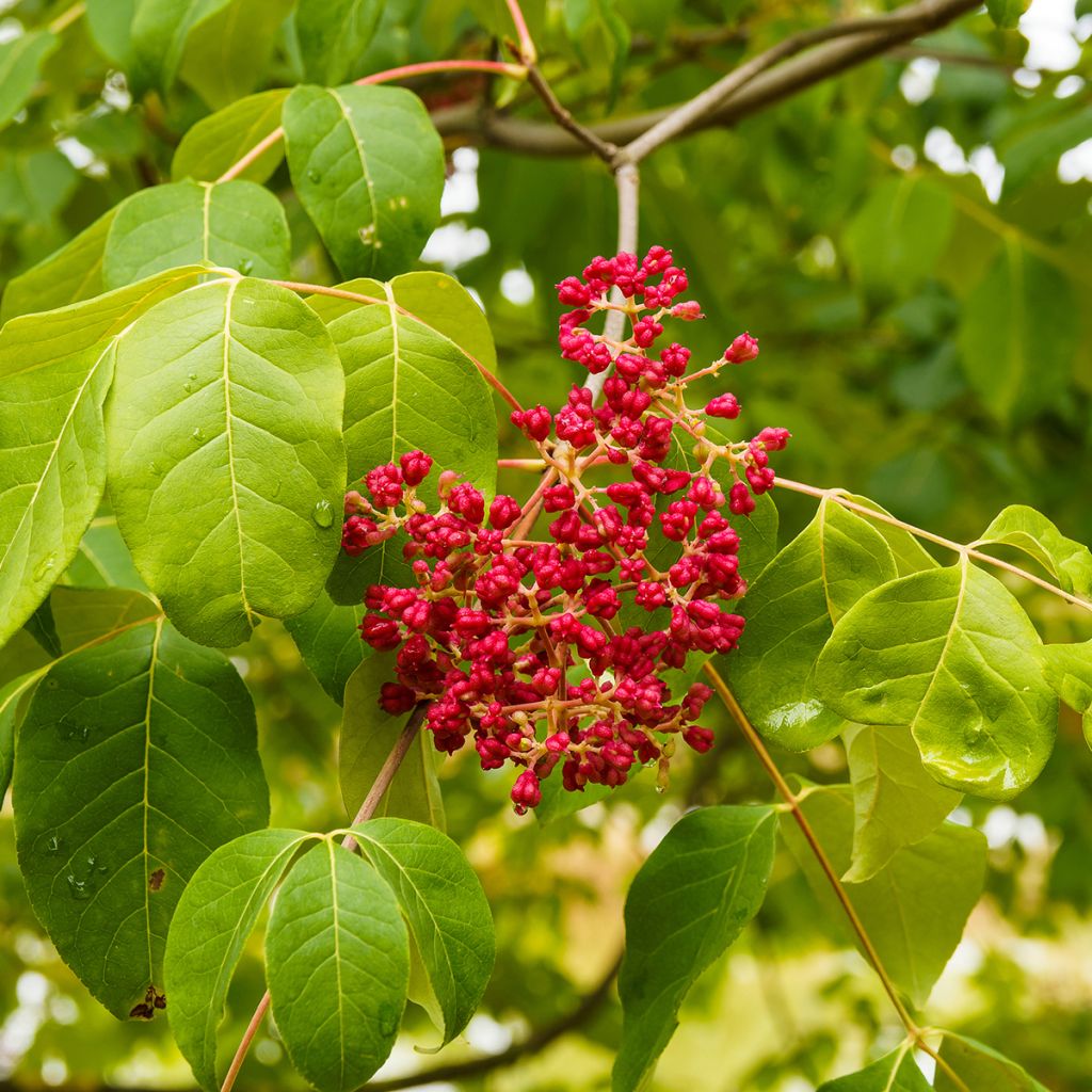 Euodia danielii - Arbre à miel