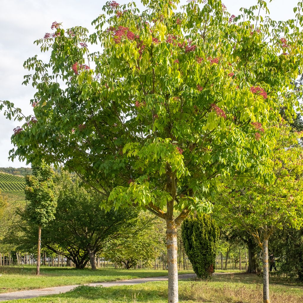 Euodia danielii - Arbre à miel