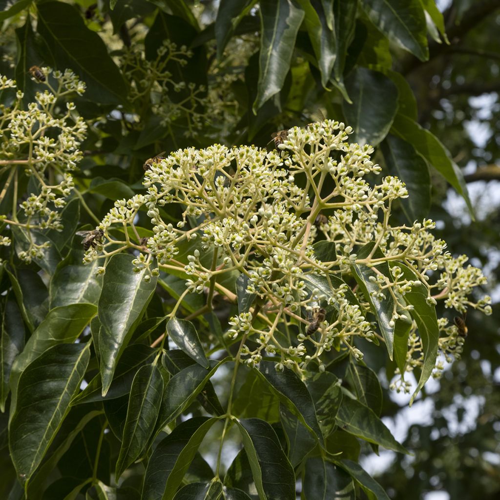 Euodia danielii - Arbre à miel