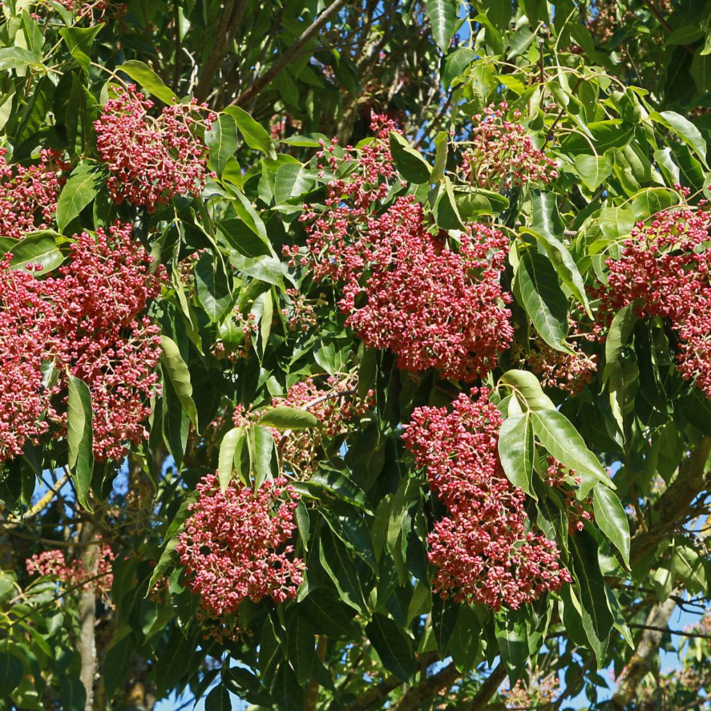 Euodia danielii - Arbre à miel