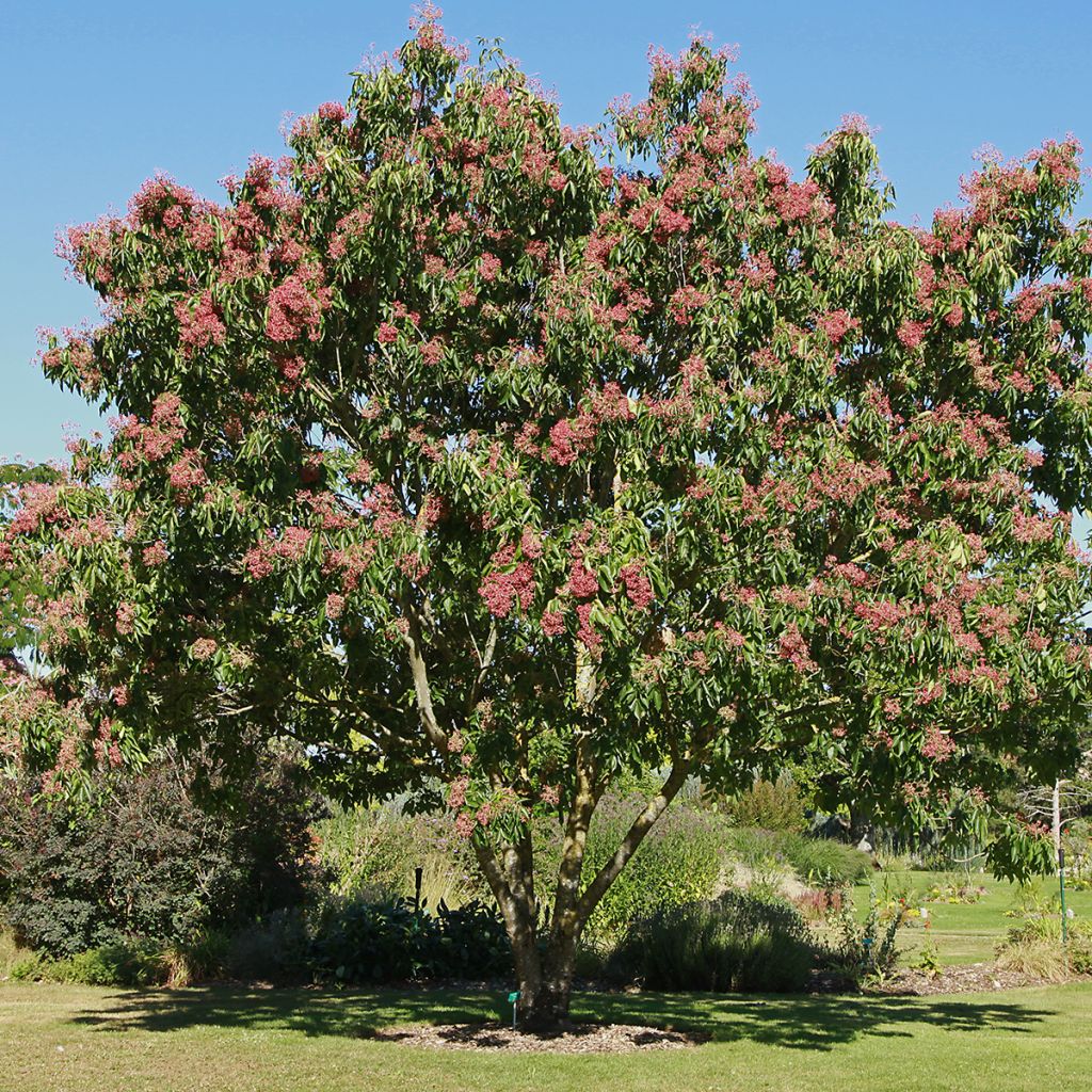 Euodia danielii - Arbre à miel