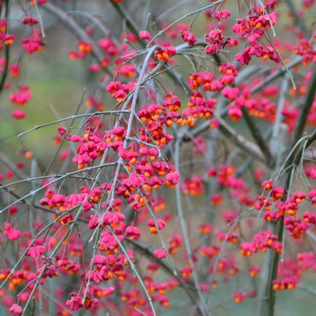 Euonymus europaeus, Fusain d'Europe