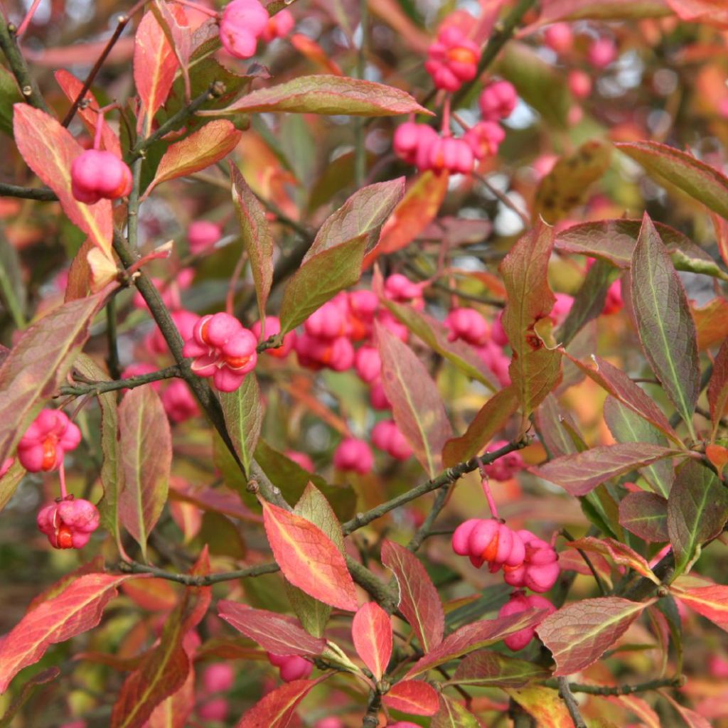 Euonymus europaeus - Fusain d'Europe