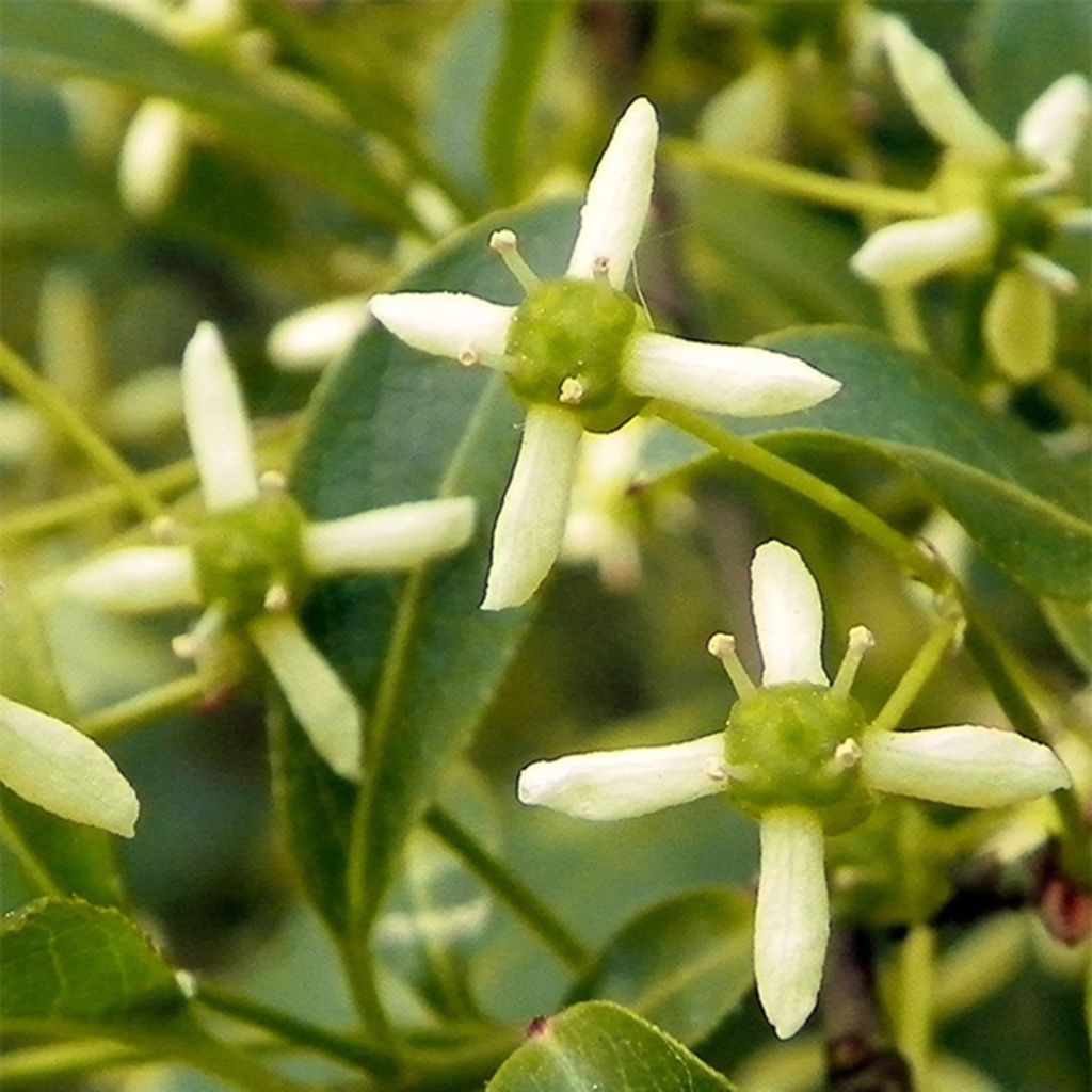 Euonymus europaeus - Fusain d'Europe