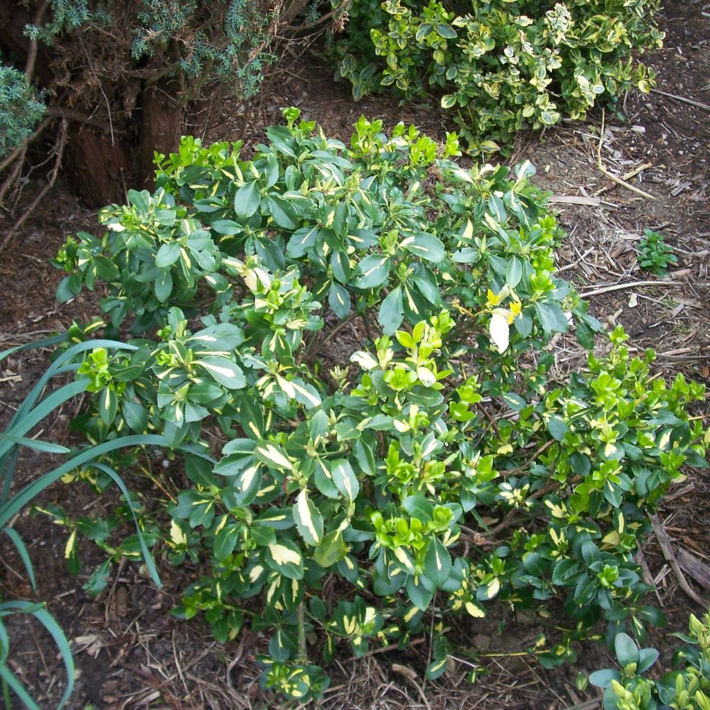 Euonymus fortunei Blondy - Fusain persistant panaché